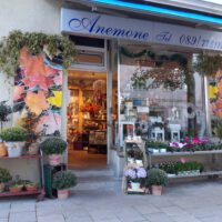 Blumen Anemone in der Deisenhofener Straße in München